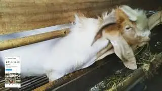KOLEKSI TERNAK KAMBING PARA JURAGAN