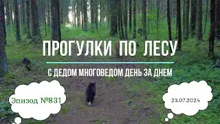 Прогулки по лесу. День за днем с дедом Многоведом. 23 июля 2024г. Эпизод 831.