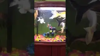 Fish🐠🐋🐟 dance💃 #Accurium#fish