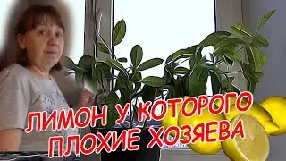 ЛИМОН У КОТОРОГО ПЛОХИЕ ХОЗЯЕВА