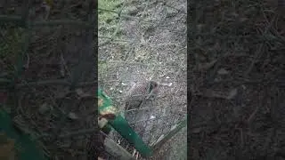 эжик