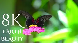 High Quality earth beauty VIDEO ULTRA HD 4K / 8K TV / 12K TV - Apple XDR TV , Samsung TV , LG TV ,