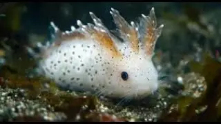 meeting deep sea bunnies in #pressure