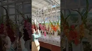 Выставка гладиолусов -1  #цветы