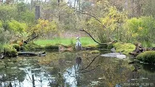 Reiger in mijn vogelvijver.