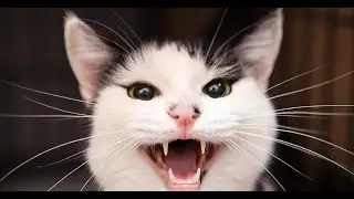 Укусила кошка! Что делать и как лечить! Первая помощь.