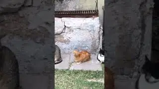 смешные няшки-котяшшки #киски #кошки #котики #коты #смешныеживотные
