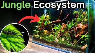How To Make a Jungle Terrarium - Easy Step by Step Tutorial