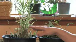 Gardening Tips : What Is the Fastest Growing Plant?