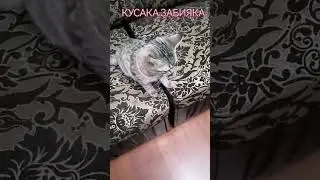 смешные кошечки