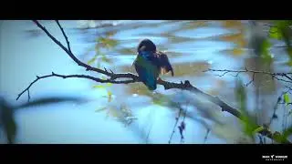 Kingfisher taking bath