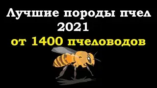Лучшая порода пчел 2021 по мнению пчеловодов