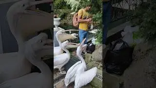 Ржака🤣Нападение😆 пеликанов😱 #animals #zoo #зоопарксказка #ржака #ржач  #кормимживотных #кормимптиц