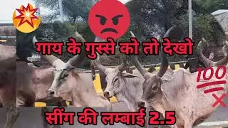 बड़े सींगो वाली गाय /cow viral video.#viralvideo #animals #cow #cowvideos #bull