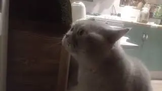 Котик Яков со своими хозяевами разговаривает на человеческом языке.
