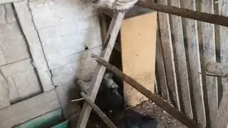 Курятники, гнёзда, пересадил кур, гусей