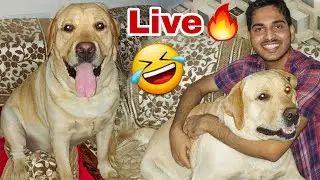 Finally Gapudi Live Aa Hi Gayi 🦊❣️ | After Long Time ⌛️ | SourShy Live Streaming.