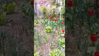 Гордые тюльпаны