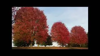 Nomad (Fall) By: Dan DiFranco