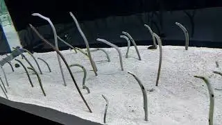 🐠 Feeding Time for Cute Shy Spotted Garden Eel (チンアナゴ) at Sumida Aquarium (すみだ水族館), Tokyo || Japan 🪸