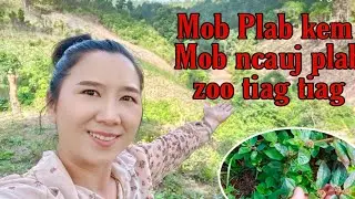 Tshuaj zoo mob ncauj plab ,Mob plab kem