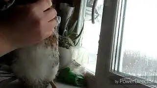 Утята,расклёв,подрезаю клюв,лечу раны.
