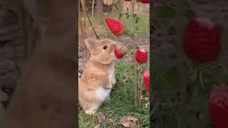 🐰 Bunny eating strawberries 🍓