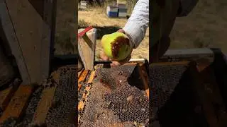 Fresh Honey On Pear! 🍯🍐🐝 #shorts