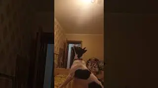 Шумные соседи #животные #собаки #соседи #юмор