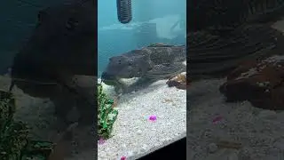 My Pet Pleco Fish (Common Plecostomus) (Pterygoplichthys Pardalis) Hypostomus Suckermouth Catfish