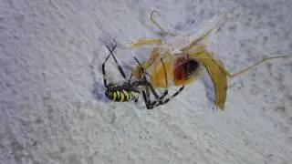 Паук против богомола. spider vs mantis