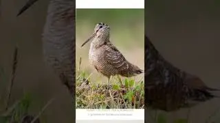 Гнездо вальдшнепа