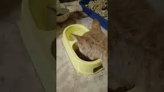 #котики