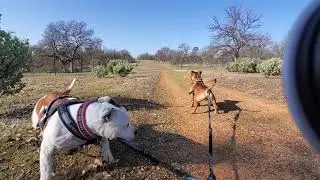 STAFFORDSHIRE BULL TERRIERS, Asher & Willie see a herd of deer