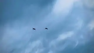 Летят журавли…