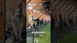 Guy Makes His Punches Sound Like Explosions And Everyone Discovers His Trick 