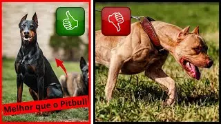 Eles são melhores que um Pitbull
