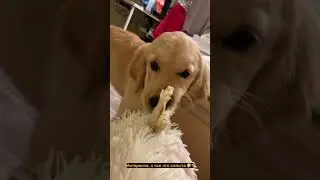 Собака Мия #dog #puppy  #murrengan