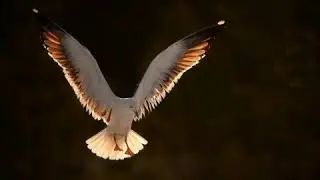 Wildlife Photographer Varun Aditya pics