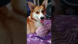 Corgi and Pomeranian Play like brothers #corgi #pomeranian #shorts