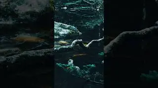China Travel vlog I Mysterious Forest and Lake #naturescenery #naturalbeauty #happiness #chinaview