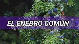 ENEBRO COMÚN (Juniperus communis)