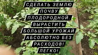 Как сделать плодородие огород здоровым урожайным защита растений от болезней