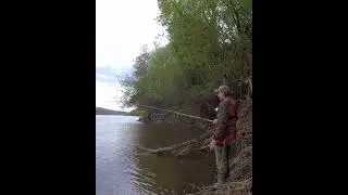 ЛЕСКА ЗВЕНИТ. БЕЛАЯ ХОРОШАЯ РЫБИНА.                     
