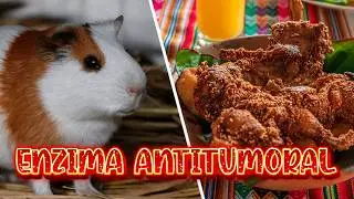 Carne de Cuy: El Superalimento que Está Revolucionando la Gastronomía