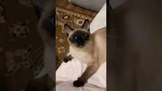 Самая красивая кошка, это ваша любимая кошка. #кот #cat