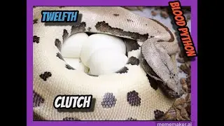T- Albino Batik x 007 Het T- Albino Blood Python Clutch!