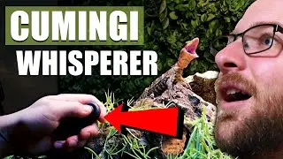 Can Lizards Do Tricks? Clicker Training My Monitor Lizard Day 1!