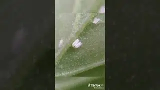 ЦВЕТЫ БОРЬБЫ С БЕЛОКРЫЛКОЙ