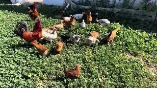 Chicken at the home of Tunisian life to experience by OATS